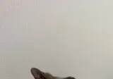 고양이 정수기 현실