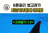 브금] 범고래 크기 체감.mp4