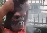" 직화구이 삼겹살... 이게 맞아요 ...??? " . JPG