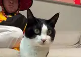 곤장맞고 정신차린 고양이