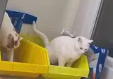 화장실 물 안내리는 룸메이트