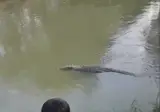악어한테 돌 던지다 대참사.gif