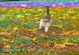 1999년에 출시된 캠코더로 고양이를 찍은 동영상