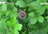 엄마보다 몇 배나 더 큰 아기새.mp4