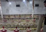 닭 소리를 흉내내서 병아리를 모으는 사람.mp4