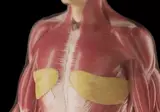 사람이 살찌면 지방 차오르는 부위