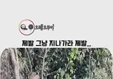 코끼리의 압도적인 체급차