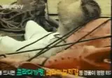 세계의 게 요리 : 5점 만점에 4.2 대한민국 게장 1위 선정