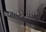 누가봐도 자다온 예절바른 강아지.gif