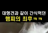 대형견과 겸상하던 햄스터의 최후