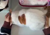 아코디언 고양이