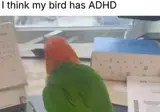 제 앵무새가 ADHD가 있어요
