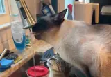 물 마시는 고양이