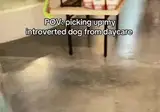 극 내향형 강아지 유치원에 보내놨더니..gif