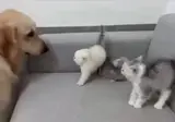 골댕이가 친구라는거 알려주는 엄마냥이
