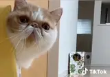 마인크래프트 고양이