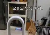 시원하게 자리잡은 리트리버