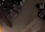 진짜 개지랄 or 개염병 mp4