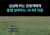 도파민에 절여진 야생동물