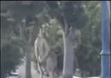 호주에서 발견된 2.7M 캥거루