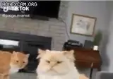 의사 표현 확실한 야옹이 (펌)