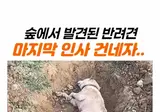 숲에서 발견된 반려견.. 마지막 인사를 건넸다..mp4