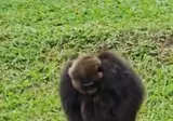딸치는 고릴라 본 적 있음?