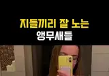 자기들끼리 잘노는 앵무새들.mp4