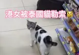 관광객에게 츄르 뜯어내는 태국 고양이