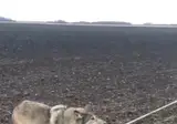 덫에 걸린 늑대를 구해주기.mp4