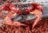 어린 게 맛도좋고 최고라는 어른