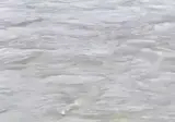 중국 지린성 홍수 때문에 나무에 고립된 고양이.mp4