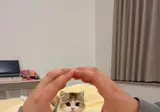 고양이 구멍 통과.mp4