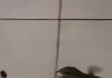 많이 미끄러운 바닥 때문에 고통스러운 도마뱀쟝 gif