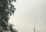 요즘 미국인들 goat 예초기