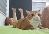 다리가 예쁜 고양이