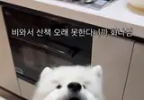 비때문에 산책 못해 화난 사모펀드