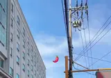 한국에 너무 잘 적응한 외국인