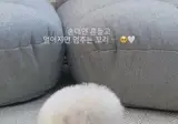 댕댕이 흔들흔들 꼬리
