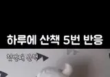 하루 5번 강아지 산책을 시키면