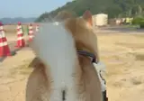 똥꼬로 짖는 강아지