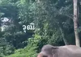좆간에게 효자손을 받은 코끼리