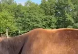 미국 농장에서 닭을 요긴하게 사용하는 방법.gif