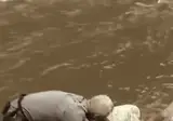 대형 자라의 목길이