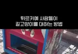 튀르키예의 고양이