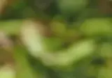호주 공작거미 구애의 춤