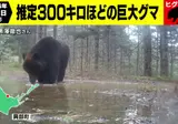 홋카이도에서 추정무게 300kg 불곰이 카메라에 목격
