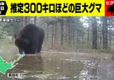 홋카이도에서 찍힌 300kg 불곰