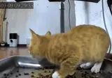 자동 급식기에 놀란 고양이