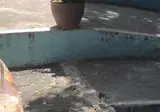 공중에서 교미하는 벌새.jpg